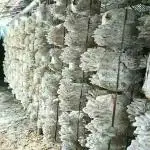 Corofitam Oyster Mushroom qsw(200 Gm)