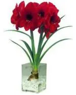 Amar Lily, Polianthes Tuberose Flower Bulbs