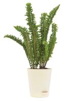 UGAOO Fern Emina Natural Live Indoor Plant With Pot (Medium)