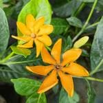 Online Plant Bazar Yellow Colour Changing Tagar Flower Plant White To With Good Smell