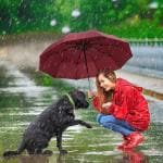 DealGuru Umbrella for Men - Automatic Large Size Foldable Umbrella with Travel Cover for Man and women - 3 fold Windproof umbrella [ pack of 1 ]