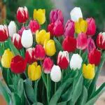 PARYAVARAAN Tulip Bulbs Mix Pack of 10 Bulbs