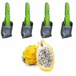 Cloud Farm Hybrid Dragon Fruit Cuttings with Plenty of Roots from Fruit Bearing Trees-Yellow Skin with White Flesh [ Pack of 4]