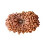 Feel Touch Mart 20 Mukhi Nepal Rudraksha for Men & Women with Crertified by Lab