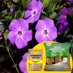 Trustbasket Purple Vinca Hybrid Seeds With Free Germination Potting Soil Mix (1)