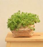 UGAOO Multicolour Palm Leaf Natural Small Sitalpati Planter, 16 X 16 Cm