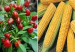 PUNARVA Vxl-765 F1 Hybrid Chilli Red Pearl Queen And F1 Hybrid Sweet Corn Seeds (Pack Of 80)