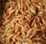 Abhinandan| Organic Long Wheat| Samba/Long Grain| Jave Godhi| Freshly Packed| 3 KG
