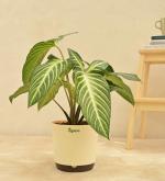UGAOO Xanthosoma Natural Live Indoor Plant with Pot - Large