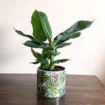 Cloud Farm Hybrid Banana Healthy plant for fruiting, Gardening or devotional purpose [CF20]