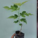 Platone Shahtoot/Mulberry Plant (KH-495)