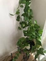 Cloud Farm Hybrid Air Purifying Abilities Money Plant - 200 mm CF1030