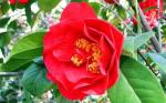Cloud Farm Hybrid and Red Camellia Rose Plant - 200 mm CF097