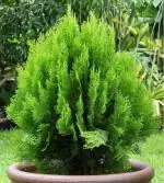 ONLINE PLANT BAZAR MORPANKHI/THUJA/JHOW PLANT (PACK OF-1)