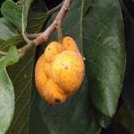 Corofitam ZZ PlantBaijantimala PlantMonkey Jack, Deyoa Fruit Bangladeshi Rare Exotic Fruit.