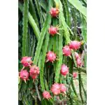 Cloud Farm DRAGON FRUIT PLANT Healthy Red Flesh Dragon plant (plant Height 8-9 cm, pack of 2 Dragon Fruit plant) CF_N_85