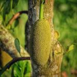 Cloud Farm JackfruitKathal Healthy Plant CF[073]