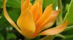 Platone Golden Champa Plant Son Champa Flower Plant (23)