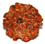 Feeltouchmart Brown Wood 6 Mukhi Nepal Rudraksha Beads Hgj00-1001-2299
