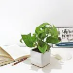 Rolling Nature Money Plant Air Purifying & Lucky Indoor Plant in White Square Glacier Ceramic Pot