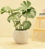 UGAOO Planter Vase Ball Rib Ivory - Large