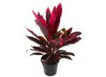 ONLINE PLANT BAZAR RED DRACAENA PLANT(PACK OF-1)