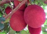 Online Plant Bazar Red Jackfruit Live Plant Grafted