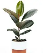 Heaven Of Saplings Rubber Tree (Pack of 1)