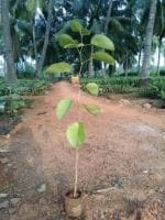 Cloud Farm Hybrid Red Sandalwood Plant - 200 mm CF08