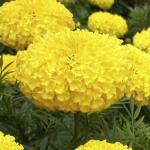 XOLDA Exotic pancy Seed (44 per packet)