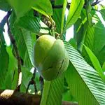 Kapebonavista Dillenia Indica Three Year Plant Elephant Apple