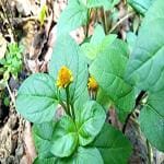 Kapebonavista Akarkara Akarkar Toothache Plant Pipulka Hemmugalu Paracress Brazil Cress Pellitary Spilanthes acmella Living Plant