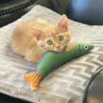 DHANAK (2Pc Pack) (Medium) Catnip Fish Toy for Cats Soft and Durable, Interactive Cat Kicker Toys for Indoor Kitten Exercise 8 Inches for All Breeds