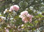 Plantzoin Pink trumpet tree Basant rani Tabebuia rosea Trisanta tabebuia Live Plant