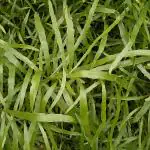 Hug A Plant Pazhuthara Kolli | Centipede Plant | Ribbon Bush ( Homalocladium platycladum ) Ornamental/Medicinal/ Live Plant (Home & Garden)