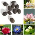 Tamransh Jaishreeradhe Kamal Seed Premium Bonsai Lotus Flower Seed, 60 Seeds