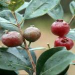 PLATONE Guava Plant_guava plant bduj pai(x497
