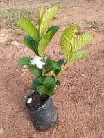 Cloud Farm Sweet Green Guava (All Season) Amrud Air Layered Healthy Plant 