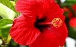 Cloud Farm Hybrid Single Tropical Hibiscus Plant - 200 mm CF_A171
