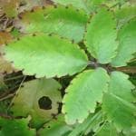 Kapebonavista Patharchatta Leaf of Life Miracle Leaf Amar poi Kop pata Bryophyllum pinnatum Stone of Kidney Plant