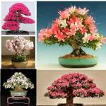 Japanese Sakura Flower Bonsai Suitable Tree Seed (Pack of 10 Seeds)