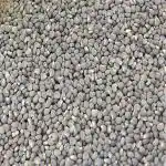 Xetomos Muskdana Lata Kasturi Ambrette Abelmoschus Moschatus 100g