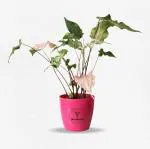 Yours Plants Caladium Pink Symphony Live busy Indoor Plant, 250g Potting mix in designer pot