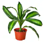 Ashokavanam Dracaena fragrans Massangeana (Corn Plant)
