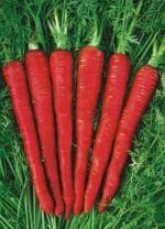 Tamransh Naaz Somani Desi Red Carrot Seeds, 2000 Seeds