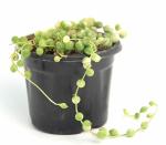 India Gardening String Of Pearls, Senecio Rowleyanus, string-of-beads Necklace Plant