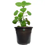HN Organics Ajwain Patta/ Oregano Herb Plant With Pot For Outdoor Kitchen Garden( Mini Pot)