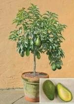 Puspita Nursery Rare Dwarf Hass Avocado Plant Persea americana 1 Healthy Live Plant
