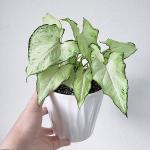 Platone Syngonium PlantSyngoniam PlantAIR FURIFYING Syngonium Plant
