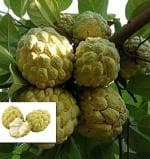 Earth Angels Custard Apple PlantAata PlantCustard Apple Balanagar Green Sugar Apple Sitafal Ata Fruit Grafted Live Plants & Tree(1-1.5 Ft Size)